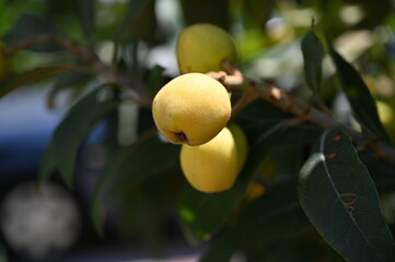Juicy fresh beautiful yellow mashmul Chinese plum berries on a green tree