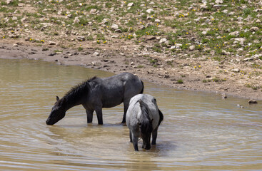 Wild Horses at a Waterhole in the Pryor Mountains Montana in Summer