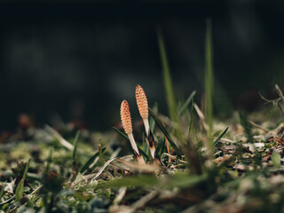 common in nature, mushrooms grow in green new grass and meadow, dog mushrooms on a long stem