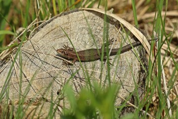 Waldeidechse (Zootoca vivipara) auf Baumstumpf