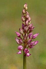 Hybride zwischen Helm- und Purpur-Knabenkraut (Orchis militaris x purpurea).