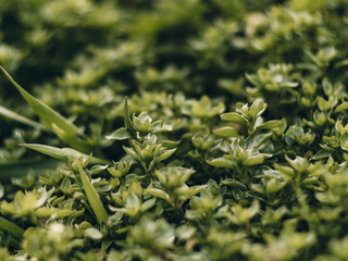 grass in nature, fresh green grass and various meadow plants
