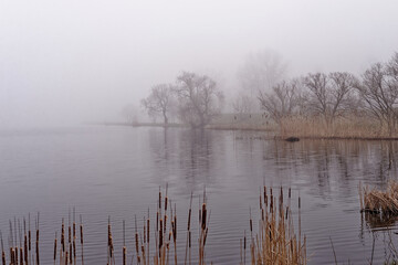 Zbiornik wodny i rośliny we mgle