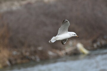 A gull flies over the waters of the river