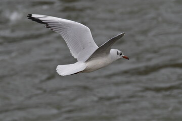 A gull flies over the waters of the river