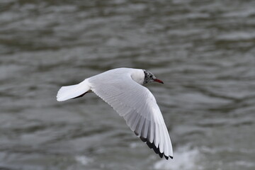 A gull flies over the waters of the river