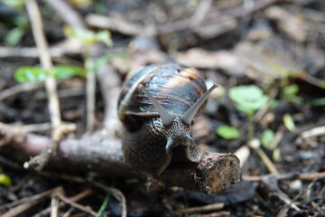 Un escargot sur un bout de bois dans un jardin