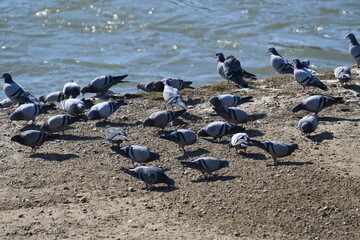A flock of pigeons is looking for food on the ground planted with grass