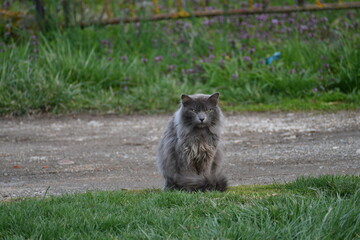 A cat with big fur is standing on the road watching