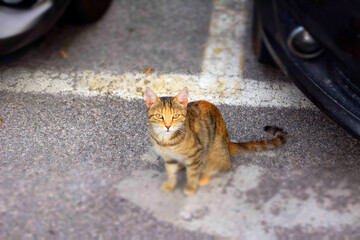 A gray cat sits on the asphalt near two cars. The background is blurred