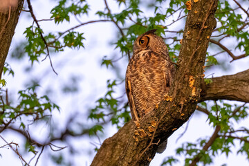 Adult Great Horned Owl perched in a tree