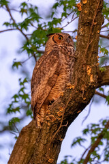 Adult Great Horned Owl perched in a tree