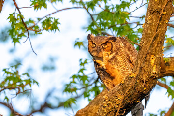 Adult Great Horned Owl perched in a tree