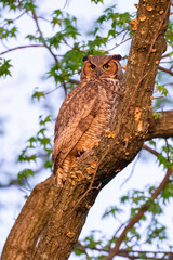 Adult Great Horned Owl perched in a tree