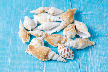 Seashells on blue wooden background, Sea summer vacation background with space for the text. Top view, Summer time concept with sea shells, shells on wooden background, Summer background seashell.