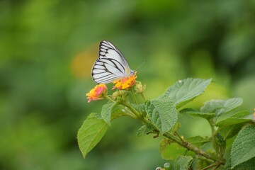 Beautiful butterfly sitting on a flower