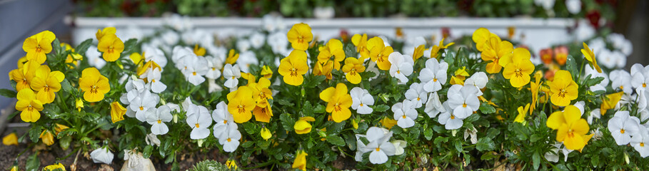 White and yellow horned violets in panoramic format.