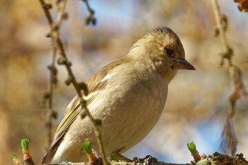 Common chaffinch or simply the chaffinch (Fringilla coelebs) is a common and widespread small passerine bird in the finch family