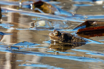 Common toad (Bufo bufo, from Latin bufo 