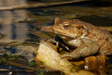 Common toad (Bufo bufo, from Latin bufo 