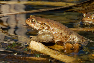 Common toad (Bufo bufo, from Latin bufo 
