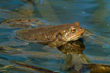 Common toad (Bufo bufo, from Latin bufo 