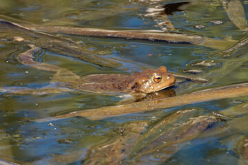 Common toad (Bufo bufo, from Latin bufo 