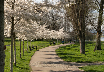 Fototapeta na wymiar Weiß blühende Alleebäume im Park