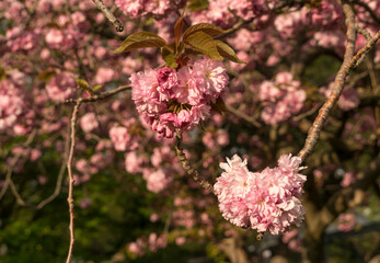 Ros blühende Bäume im Frühling, Ausschnitte
