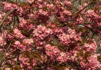 Ros blühende Bäume im Frühling, Ausschnitte