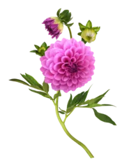 Foto op Plexiglas Pink dahlia flowers, buds and leaves isolated on white or transparent background © Ortis
