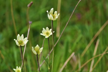 Flores da Patagônia