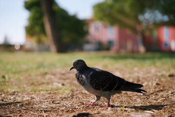 pigeon in italy
