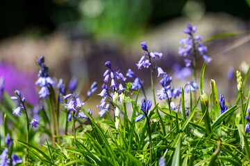 Bluebells, pretty blue flowers, flowering during Spring. Colorful bokeh background. Dublin, Ireland