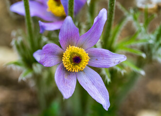 Detail of violet and yellow flower of the Anemone plant