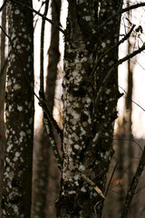 nature plants trees forest in switerland