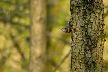 spotted woodpecker