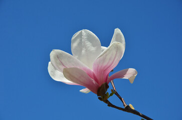 Magnolia denudata 'Forrest's Pink' (Yulan Magnolia ) blooming flower isolated against bright blue sky. Gardening concept. Free copy space.