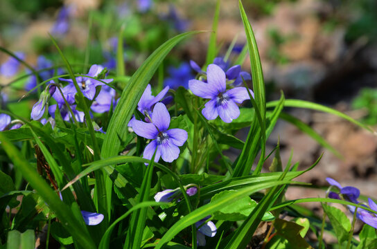  Small wild violet flowers 'Viola odorata' blooming in springtime . Closeup photo outdoors. Free copy space