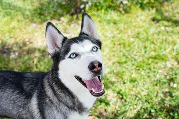 Siberian Husky portrait with open mouth on a summer day. Dog portrait. Husky breed. Blue-eyed dog.  Beautiful Siberian husky black and white color with blue eyes.