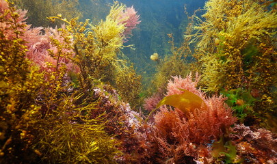 Fototapeta na wymiar Various marine algae underwater in the sea, Atlantic ocean, natural scene, Spain, Galicia