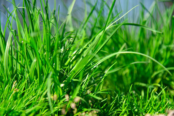 Spring vegetation fresh green grass stalks
