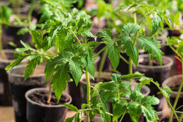 Young tomato seedlings in pots in spring.