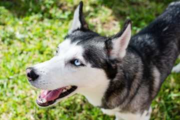Naklejka na ściany i meble Siberian Husky portrait with open mouth on a summer day. Dog portrait. Husky breed. Blue-eyed dog. Beautiful Siberian husky black and white color with blue eyes.