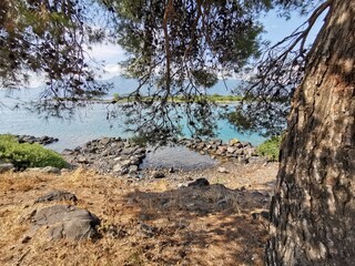 tree in the mountains