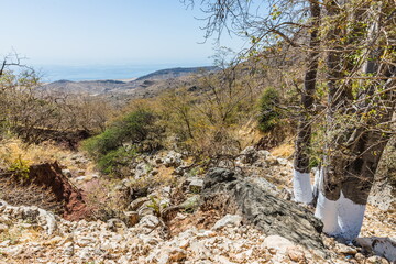 Baobab Grove near Salalah, Sultanate of Oman