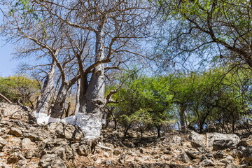 Baobab Grove near Salalah, Sultanate of Oman