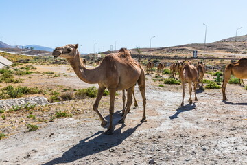
Camels grazing near the road near Salalah,  Sultanate of Oman