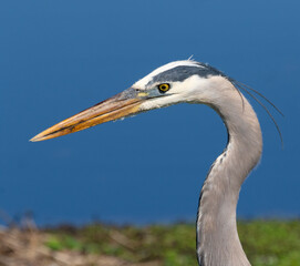 Portrait of Great Blue Heron (Ardea herodias) on the 