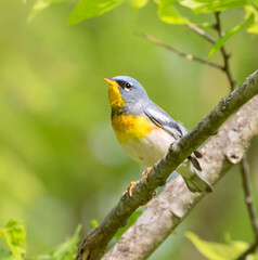 
Northern parula (Setophaga americana) in a tree during spring migration in Galveston, Texas